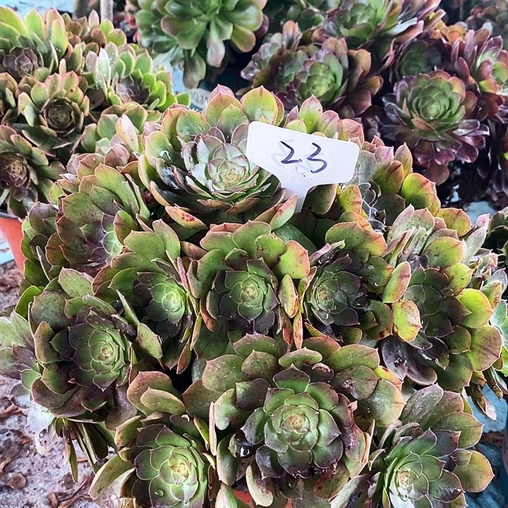 23 一颗沙拉碗法师多肉万圣节