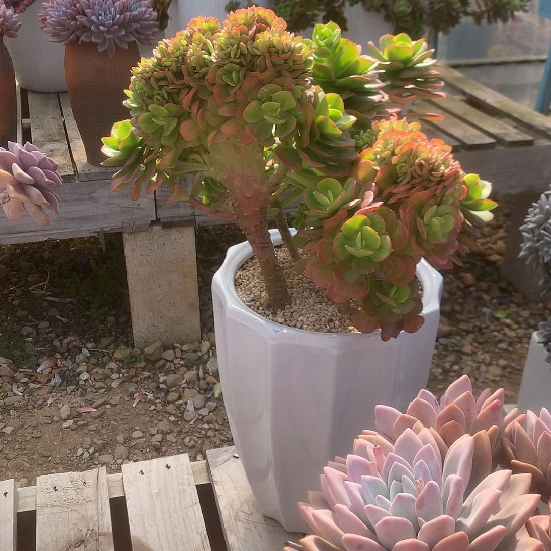 燕*红梅缀带盆多肉植物