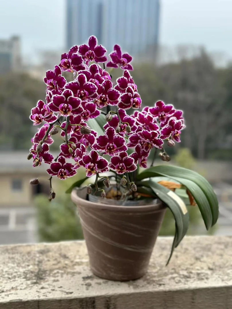 【变色龙倾国倾城2花键蝴蝶兰】蝴蝶兰开花巨好看