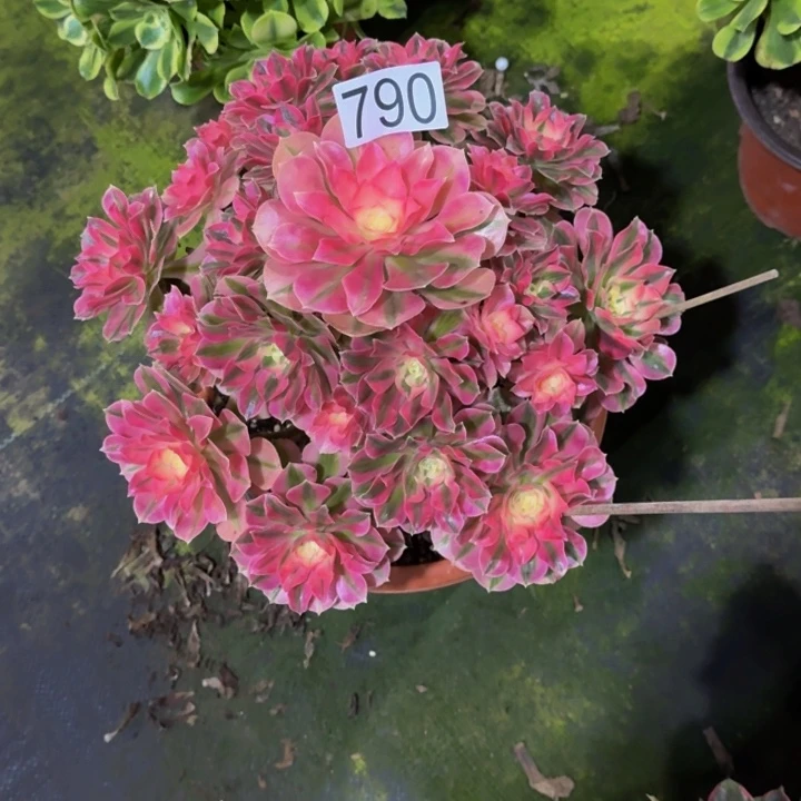 00000000790少女心福利价