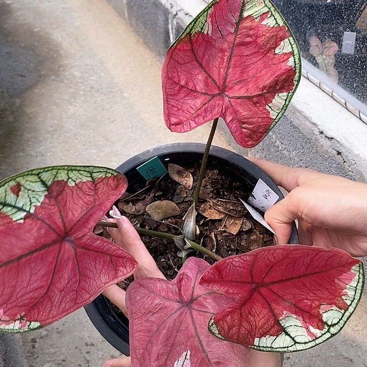 316 -0205 泰国彩叶