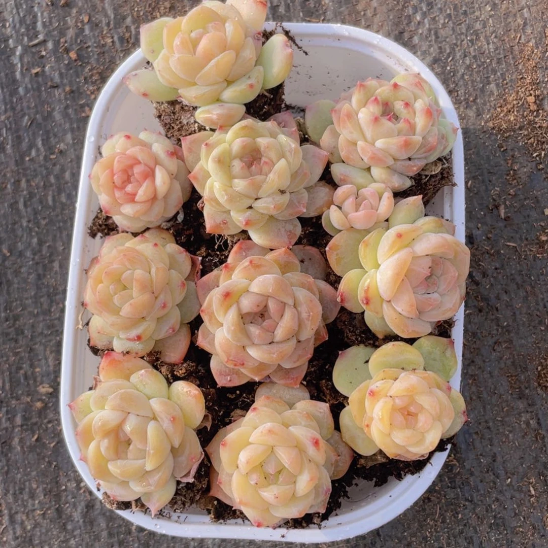 1****）我们的生活方式是什么028