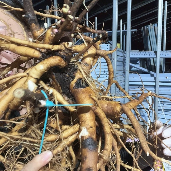 当前无花栽培后可以开花梦柠檬3年