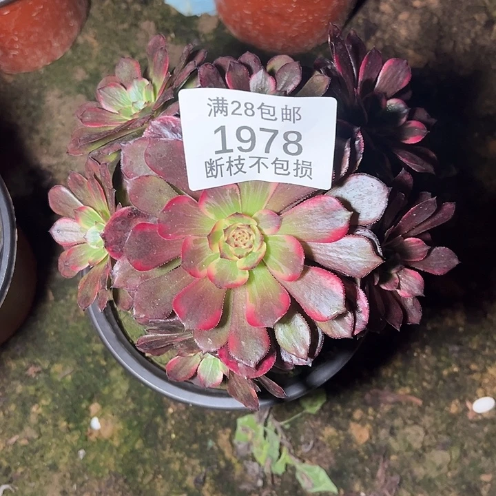 1978烟花多肉植物