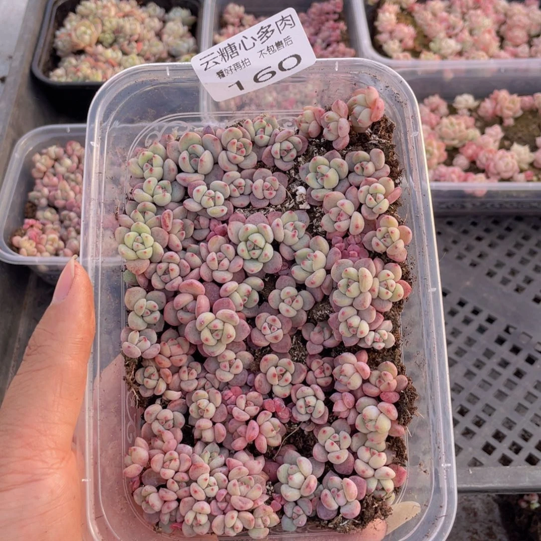 云糖心多肉植物160