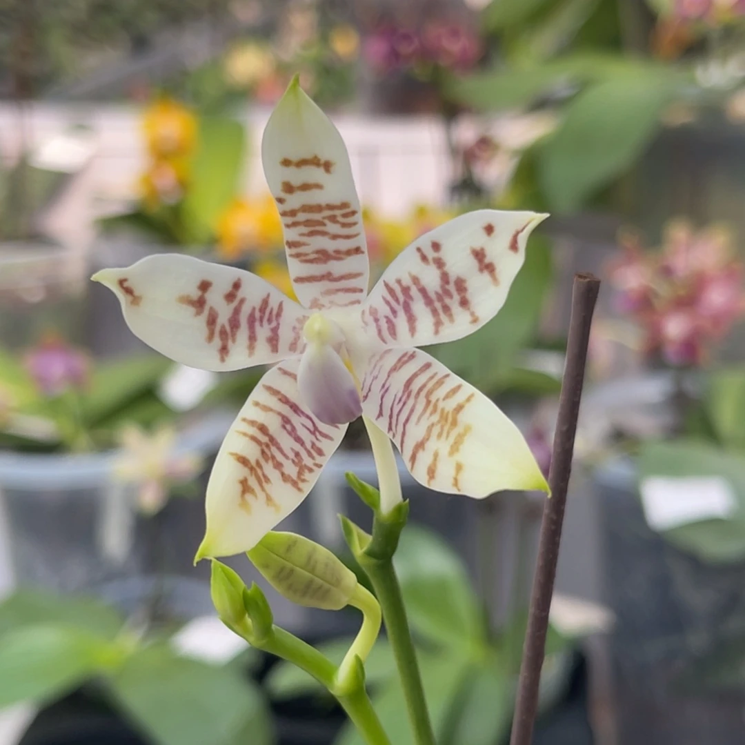 完全开放1007 2.8寸蓝麻雀 一物一拍