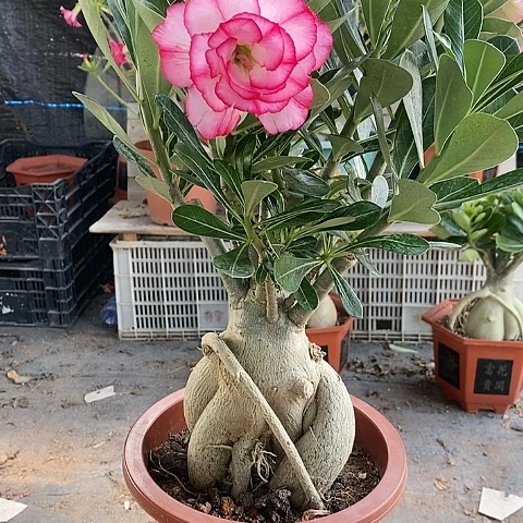 【闪购商品】用****0绿植