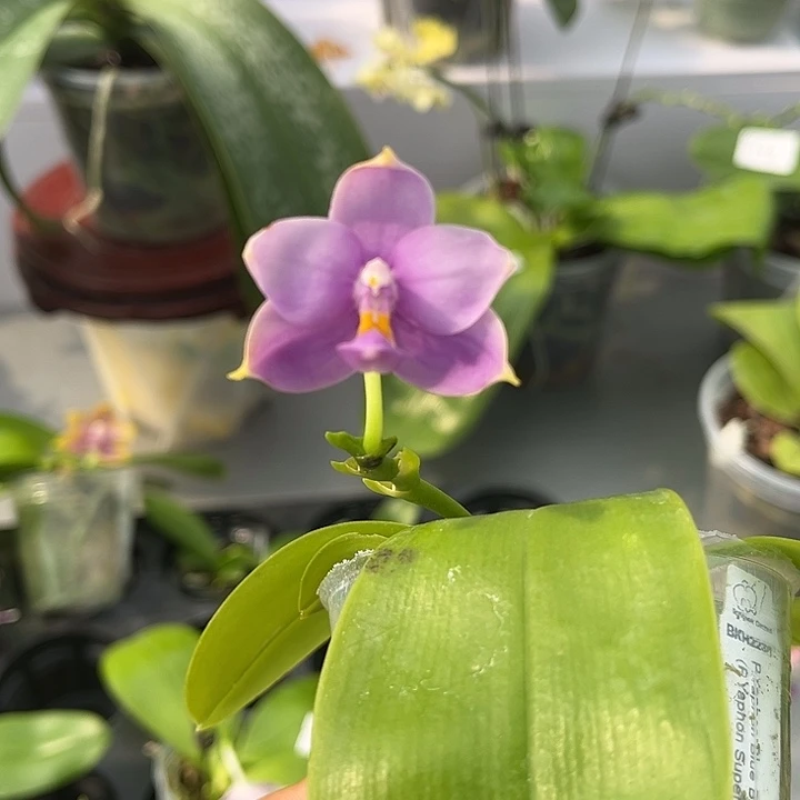 全部花苞2.5寸杯BKH2231