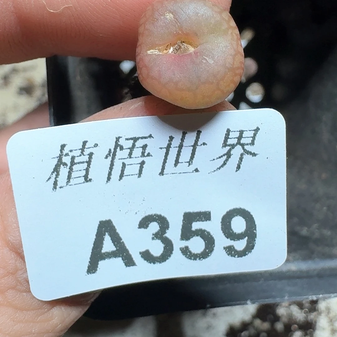 359号多肉植物哇cv j