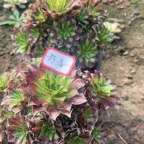 温*吖多肉韶华2棵39不包断枝