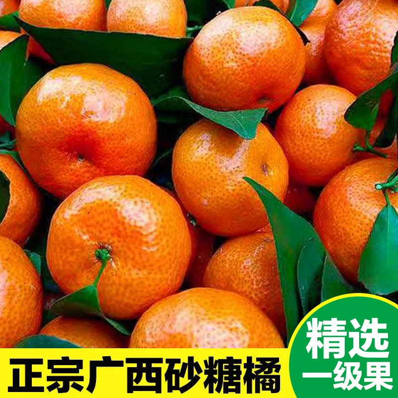 正宗广西砂糖橘精品无籽爆甜过年沙糖蜜桔小桔子新鲜当季水果T