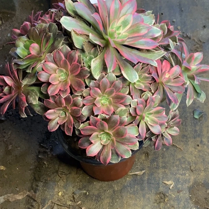 浣纱多肉断头不包1602