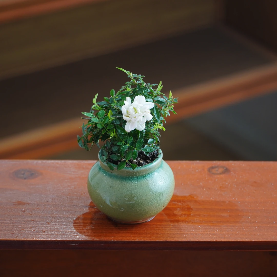 姬月季迷你小盆栽室内四季开花桌面植物