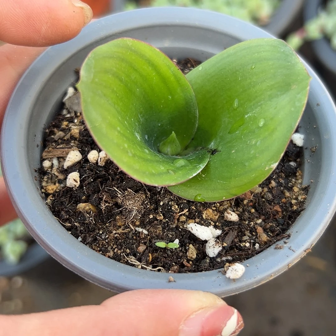 多肉植物艳镜开花