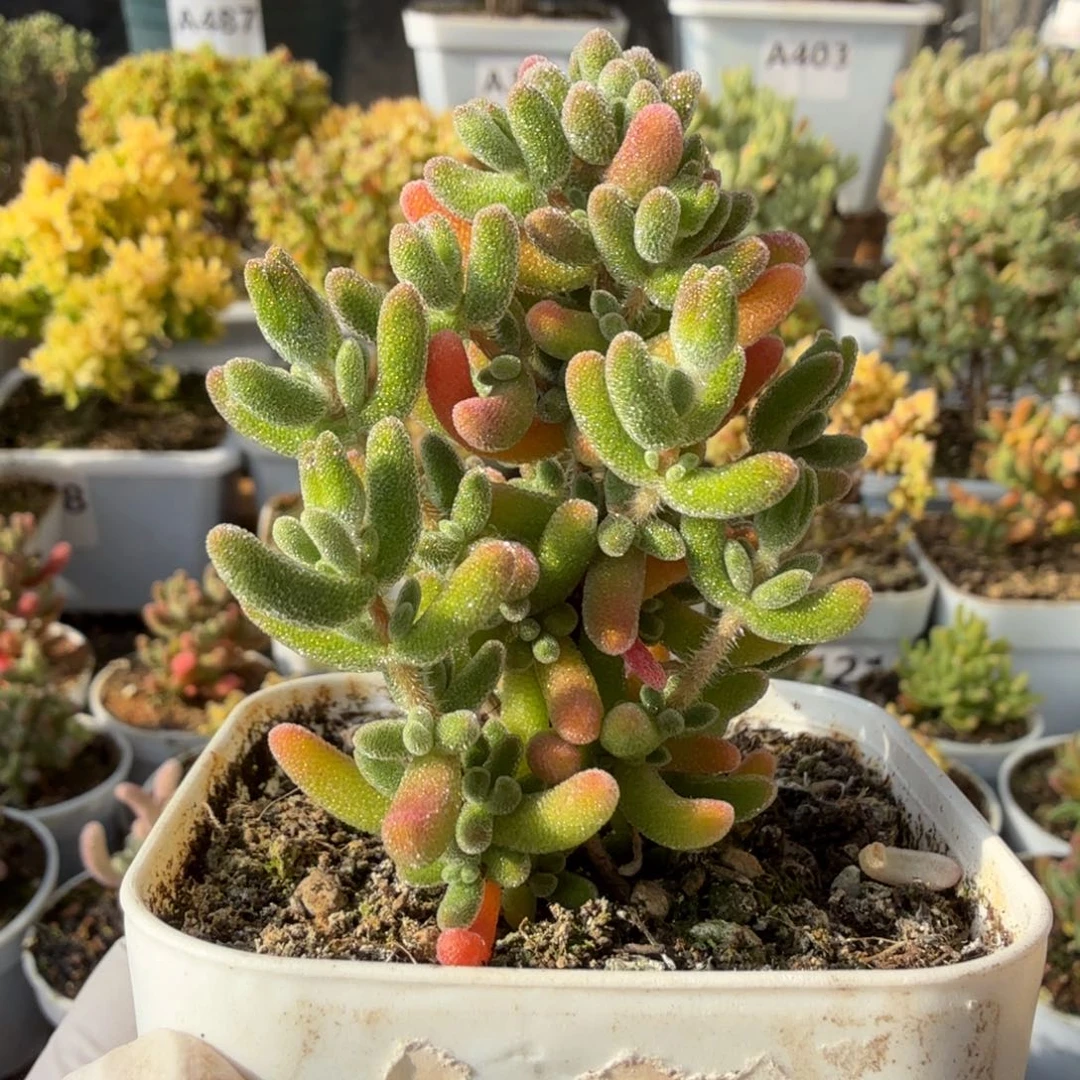 A634红叶枝干一物一拍