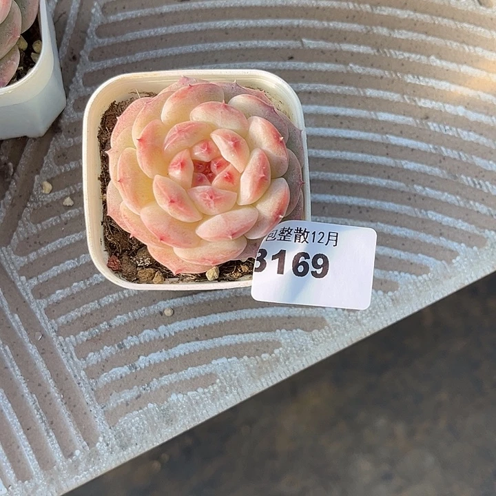 阿雅园艺。      3169胖墩