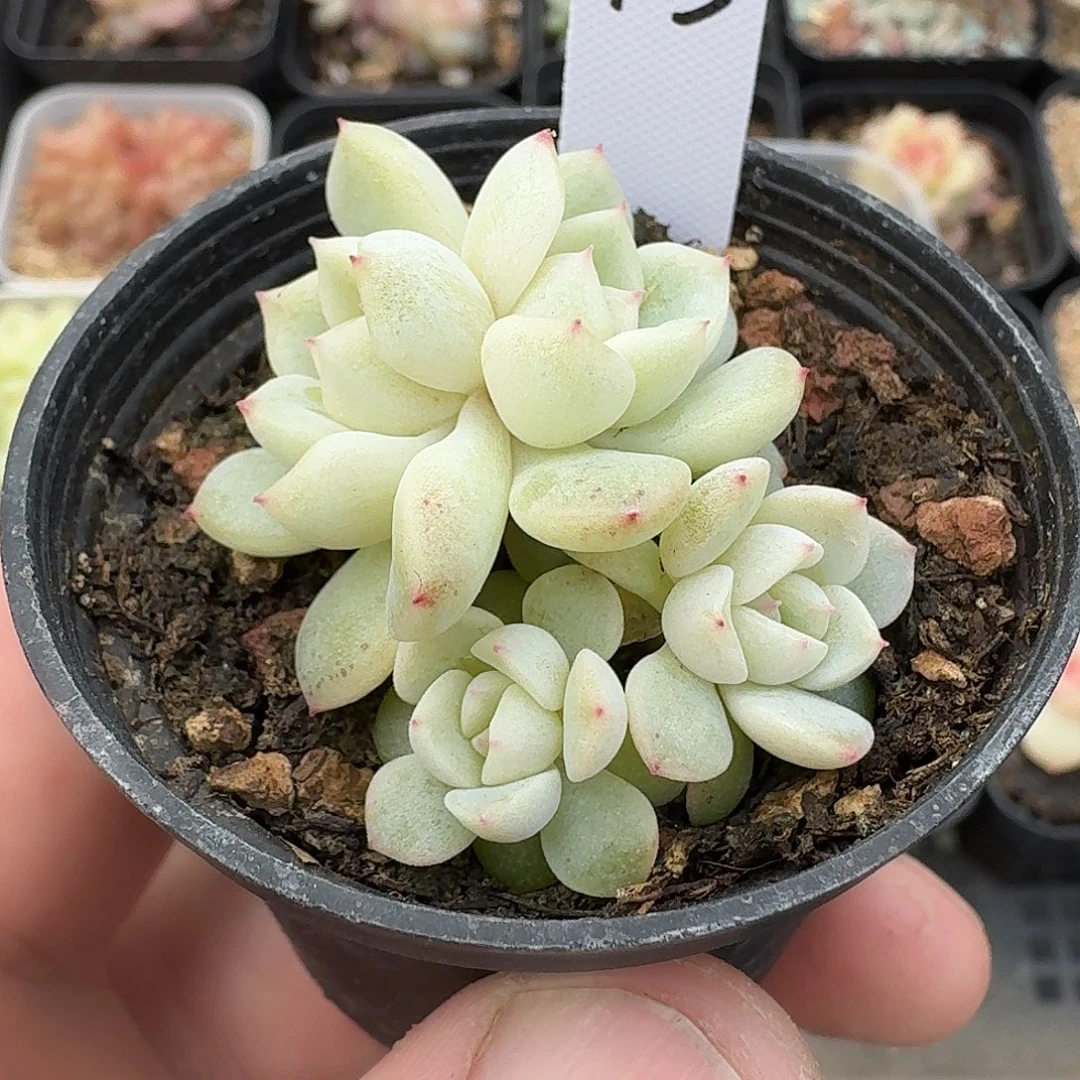 953号竹马四头甜心多肉8888