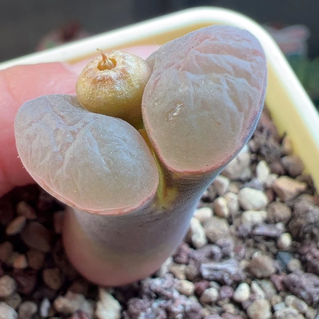 23号比肉风铃超鼓圆白窗黑体特