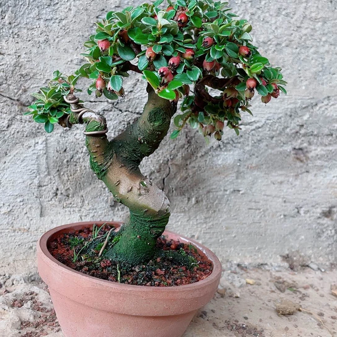 云南品种，白花荀子不落叶