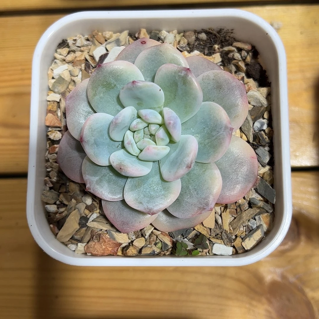 星影锦 婕宝一物一拍