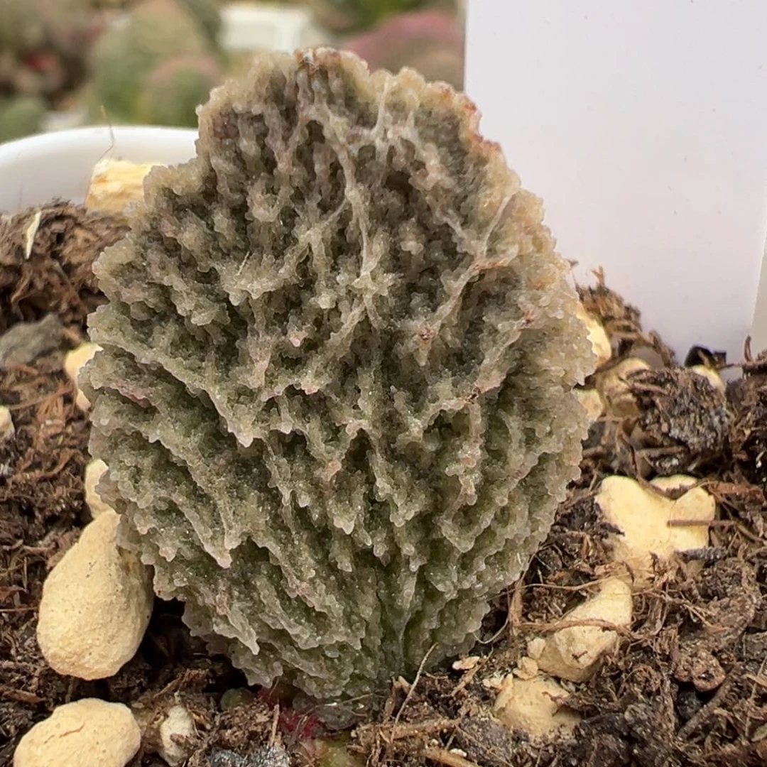 盘古大苗多肉植物水泡