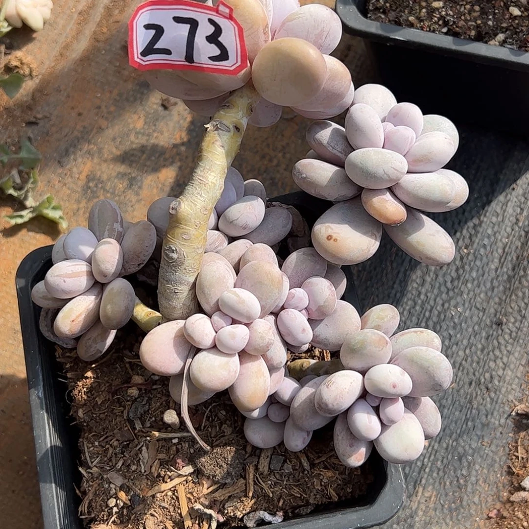 273号奶酪，一物一拍