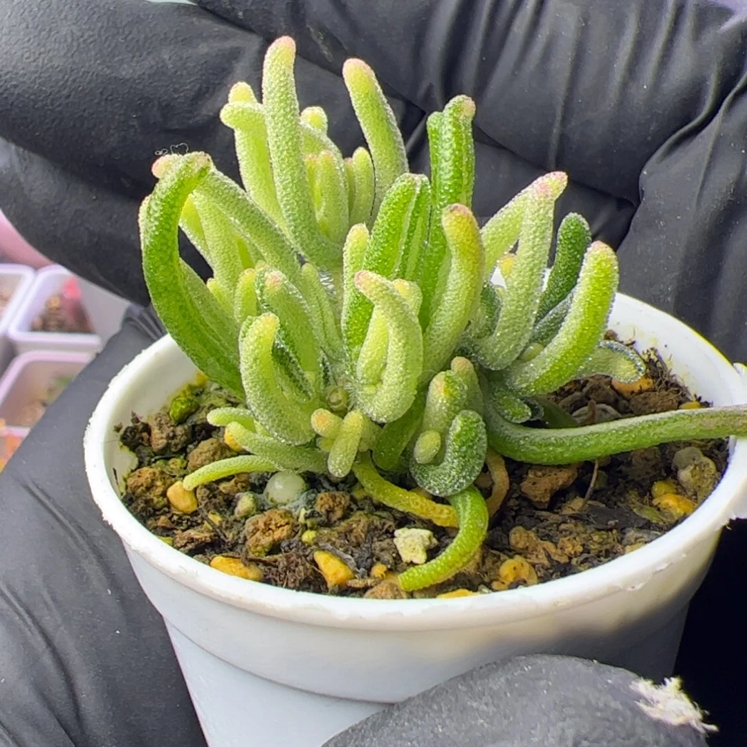 多肉植物枝干荧光兔白锦拉丝