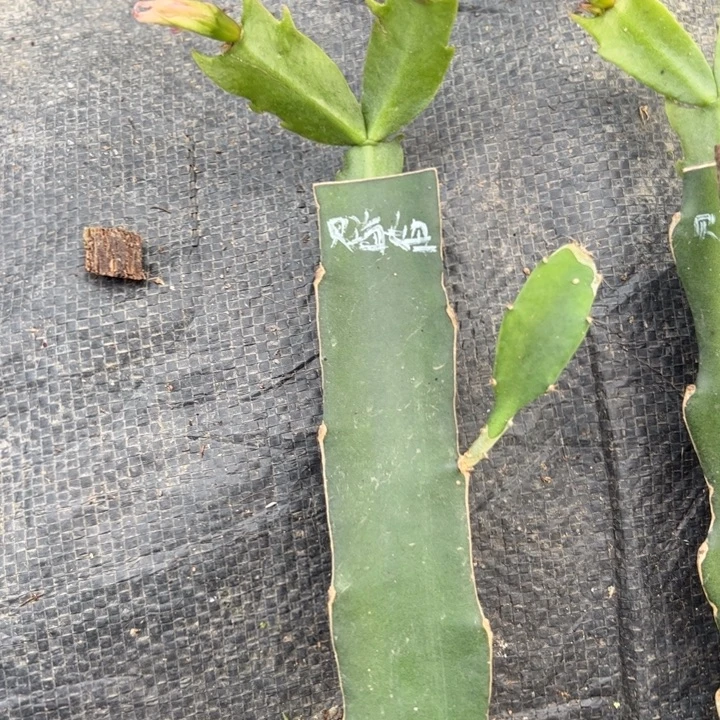 粉色贝海母嫁接小苗带盆发货一颗13.8