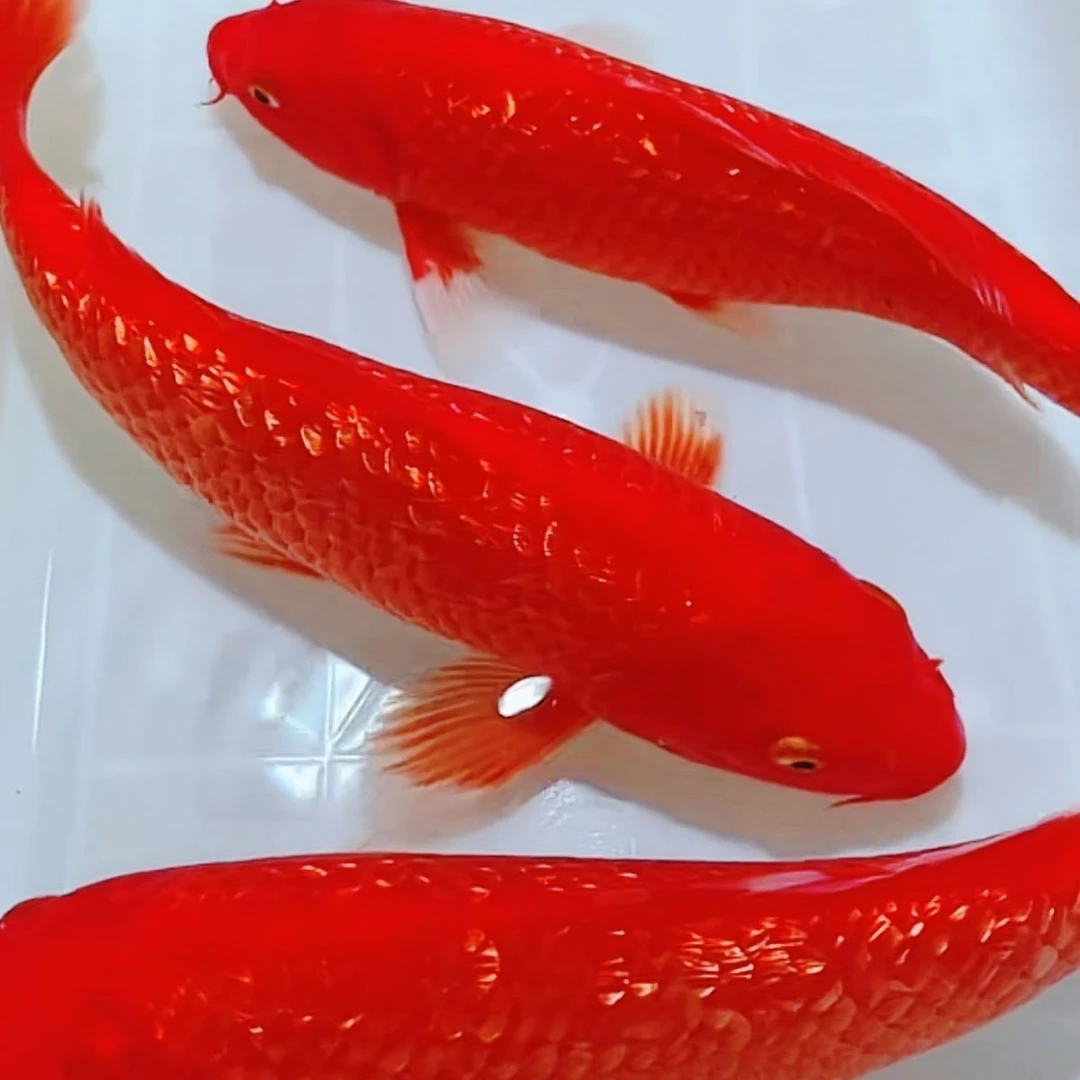 冷水锦鲤火鲤可混养养殖包邮到家