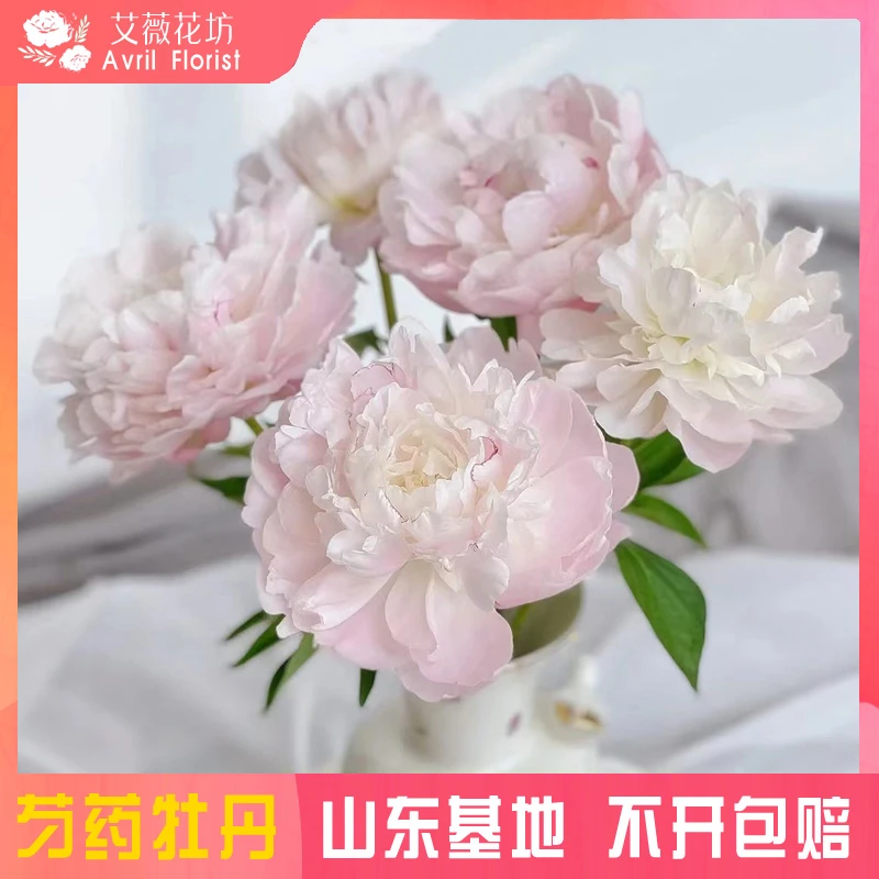 『母亲节专属-东方少女』芍药鲜花  芍药鲜切花 山东基地直发