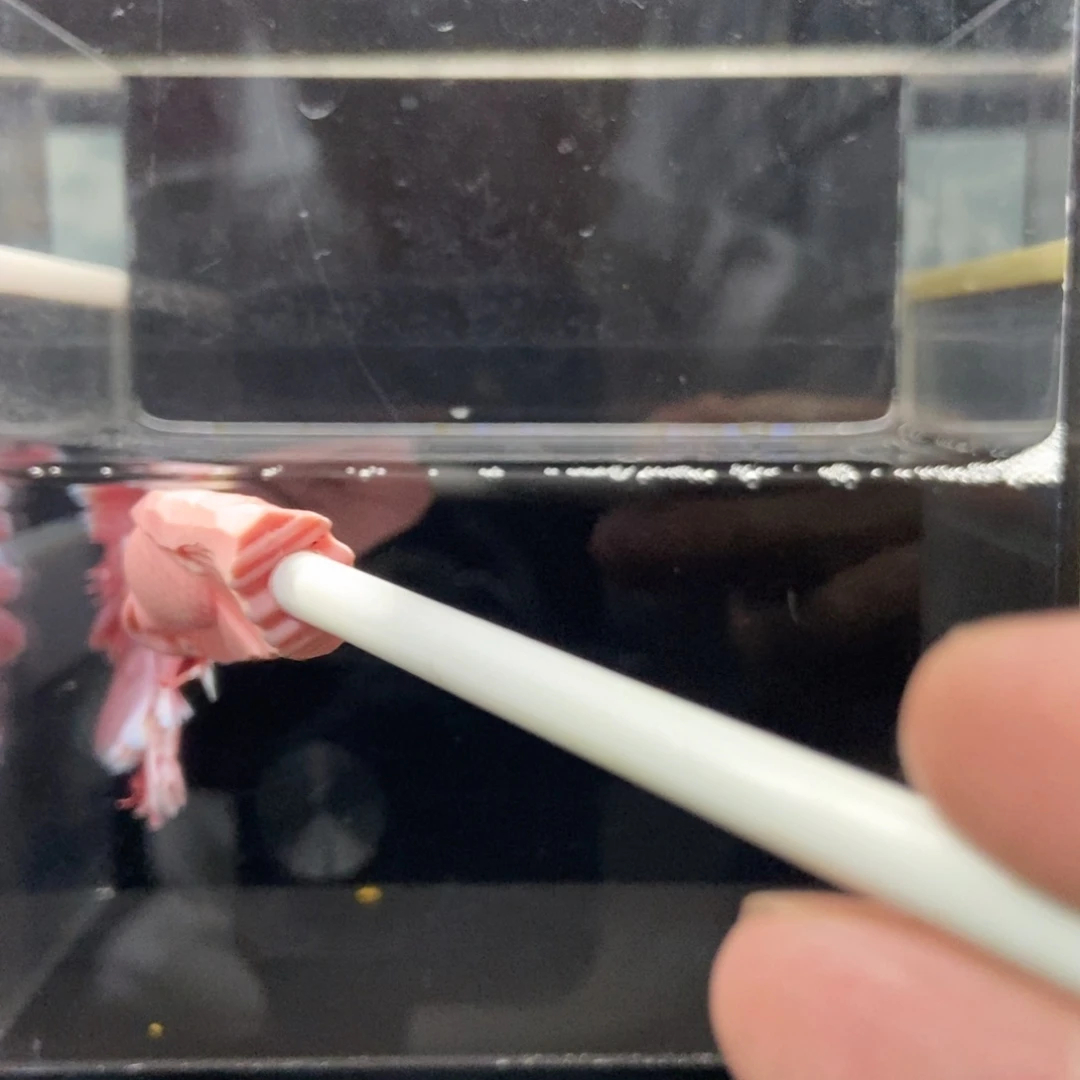 海水鱼哈哈吃吃吃啊239