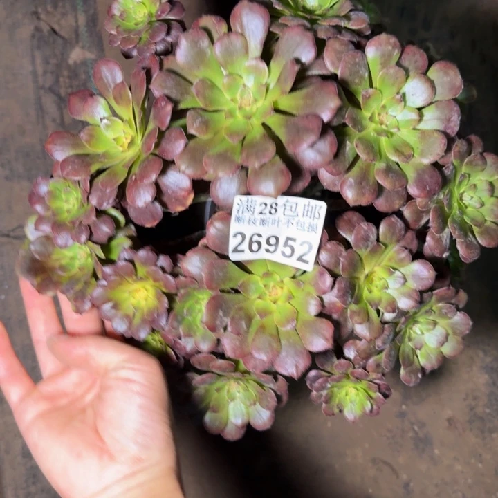 26952烟花多肉植物