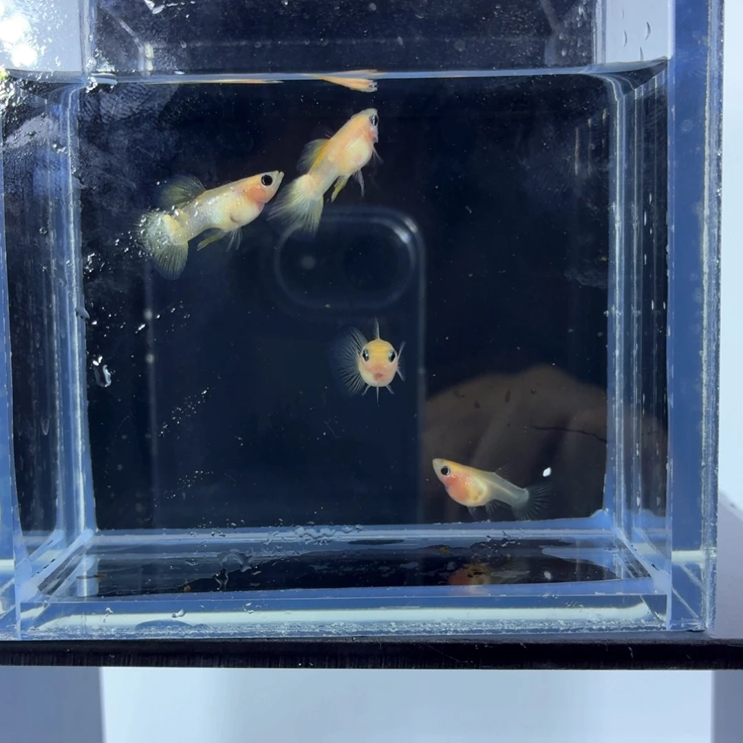 孔雀鱼幻彩粉猫两对黑纱（2）