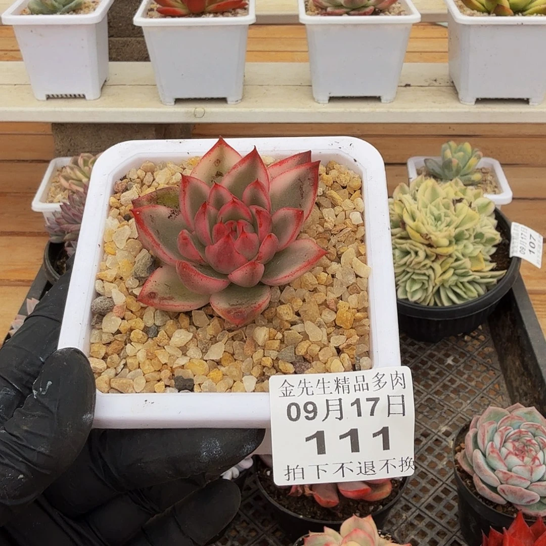 0917-110不知名锦单头