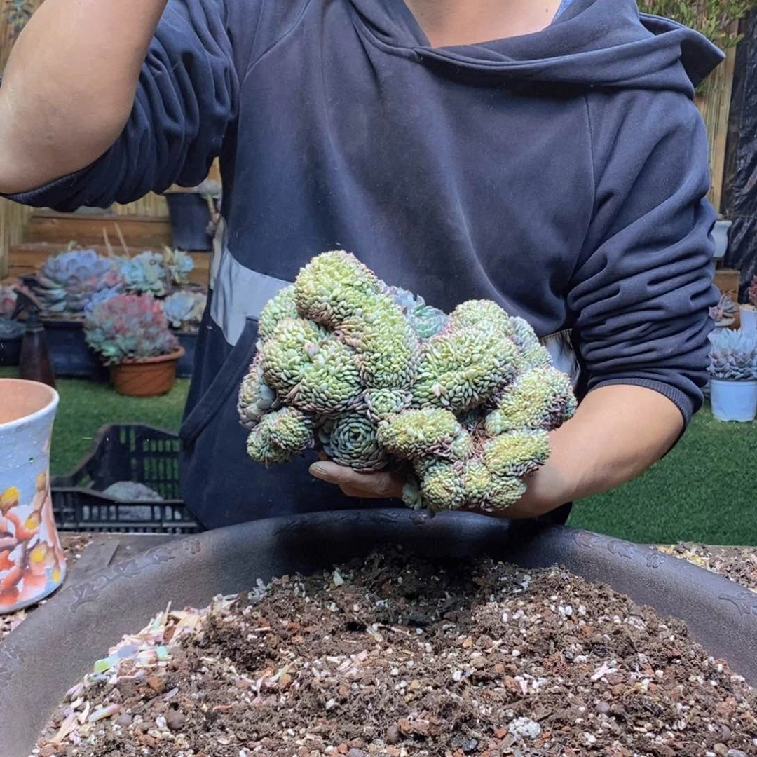 蒋***娘C89 号白胖子多肉