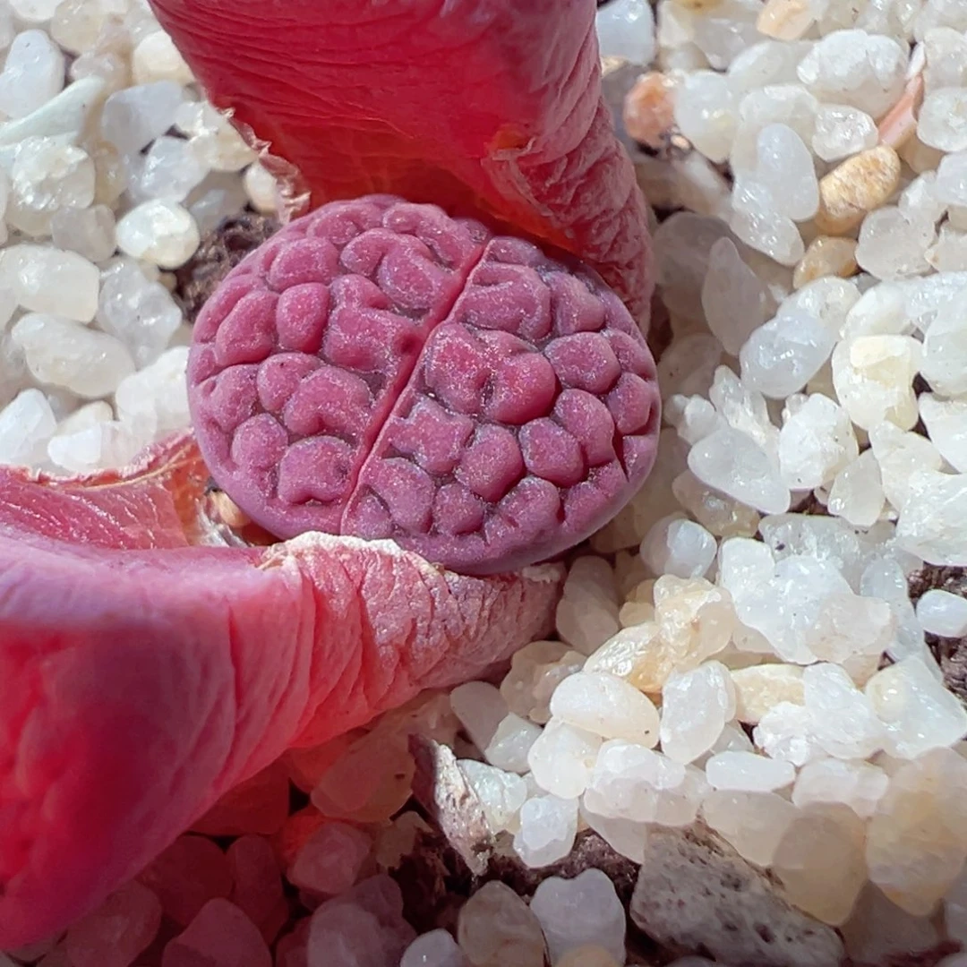 114-342多肉阿克玫瑰