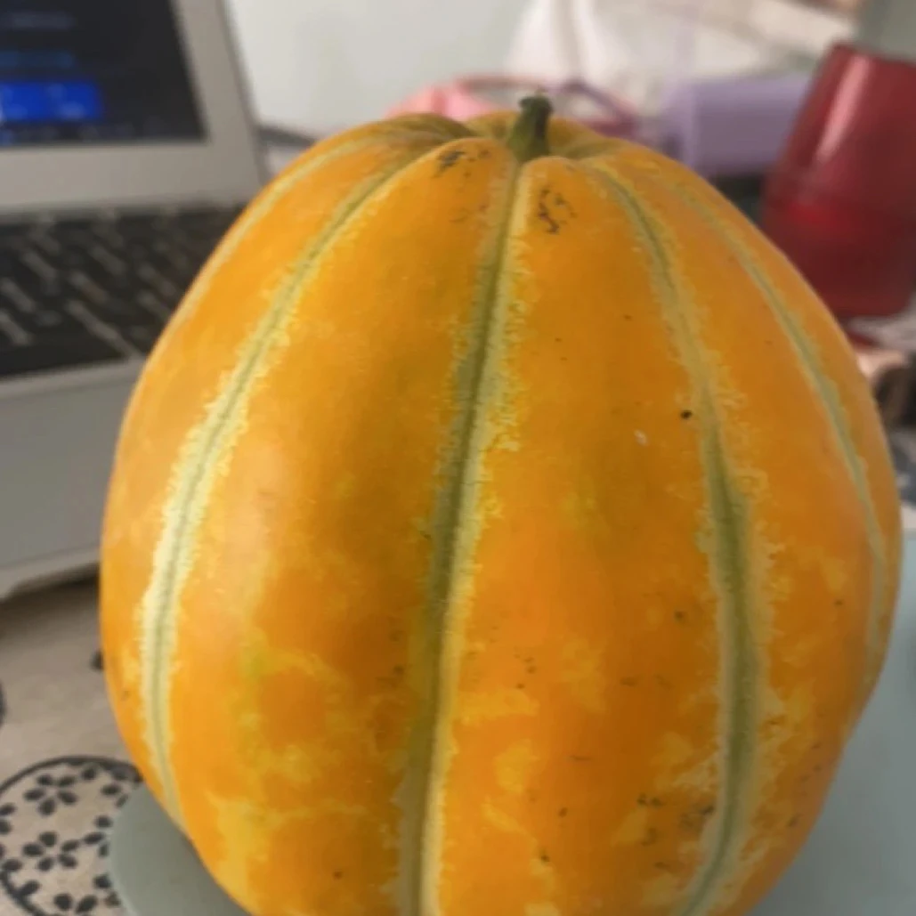 山东河南老品种黄皮面瓜软糯面香微甜老人水果超大老式水果