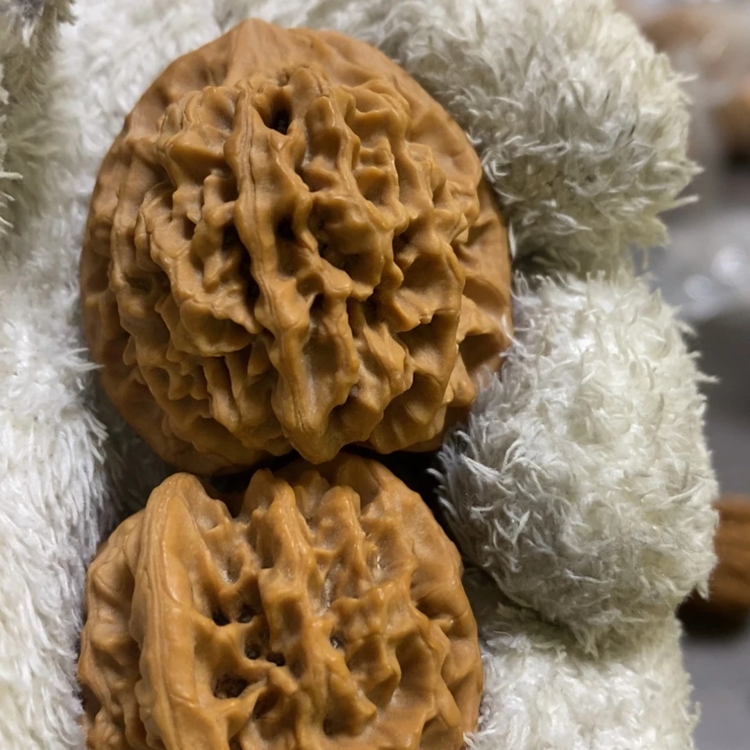 秦岭森林中出现许多秦闷