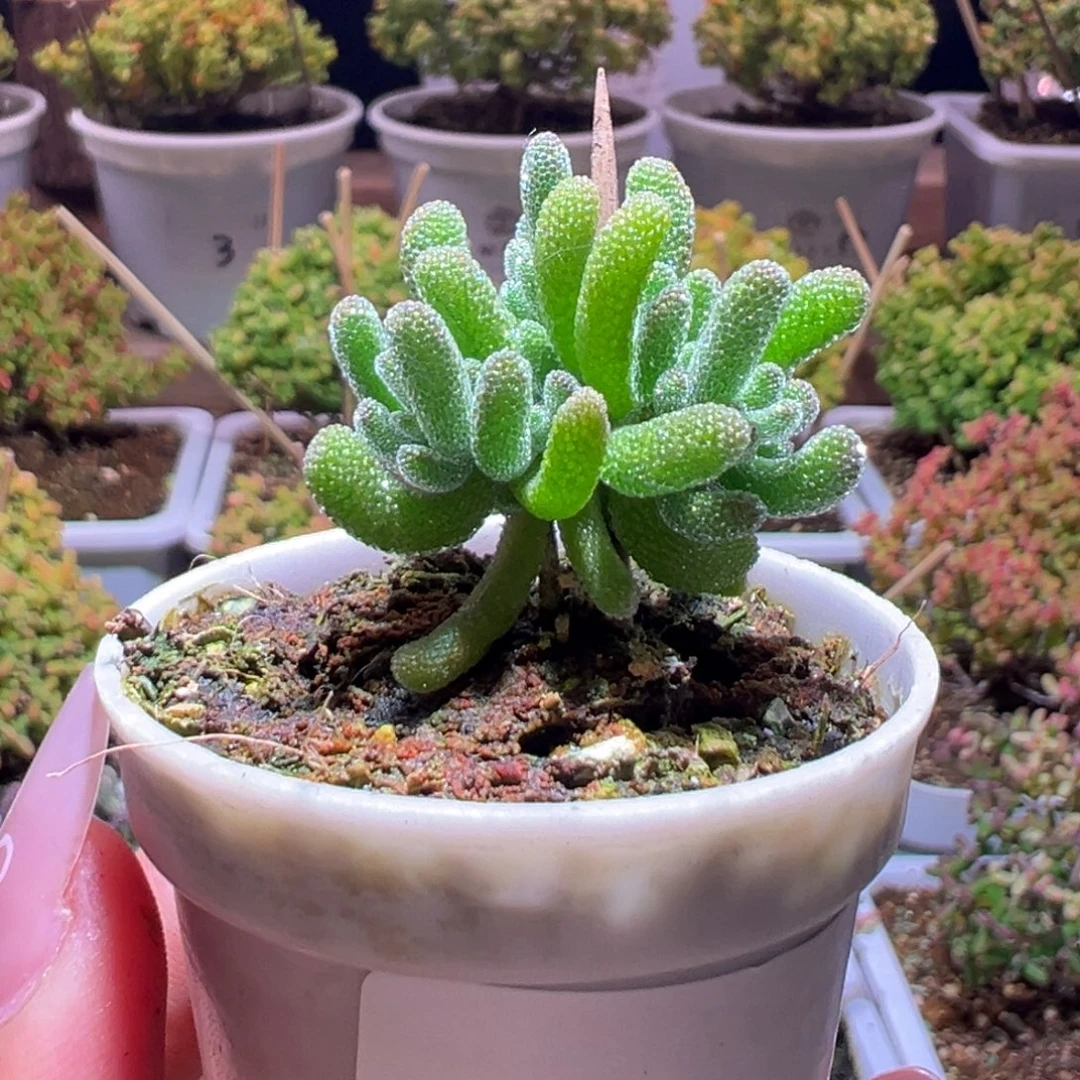 桐****41冰晶杂一物一拍带盆土发货