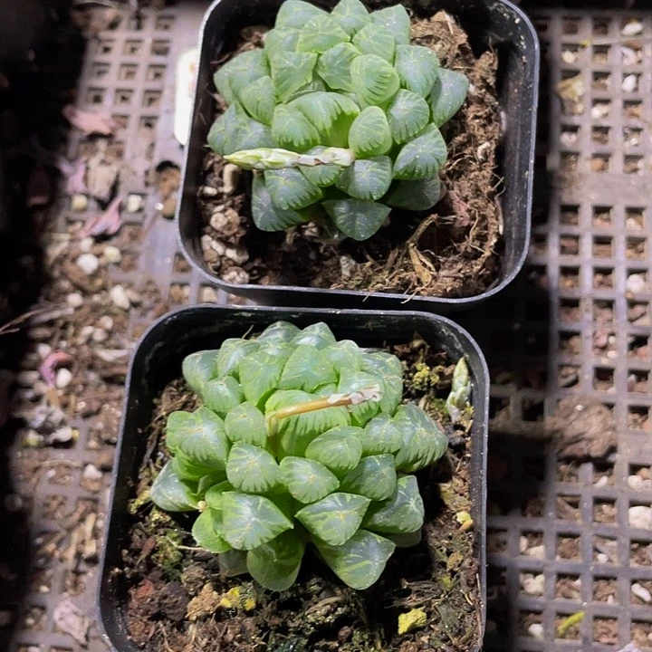 6.5方姬玉露带盆土