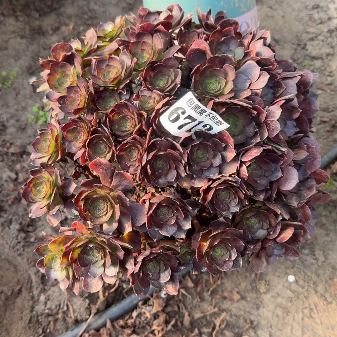 法师黑魔6712 18-8