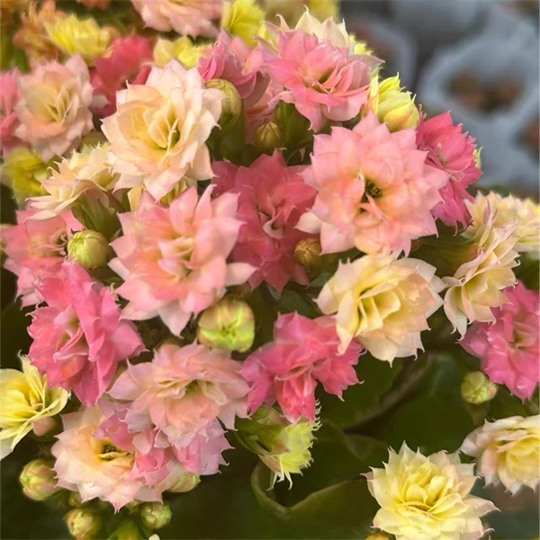 【毛绒二代  9cm盆】重瓣大花