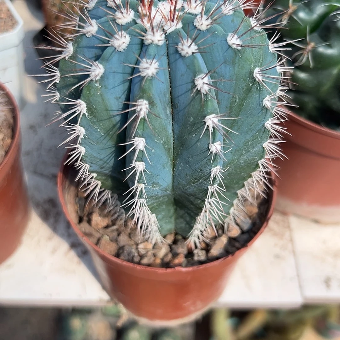 用***3仙人球等多种游戏玩法