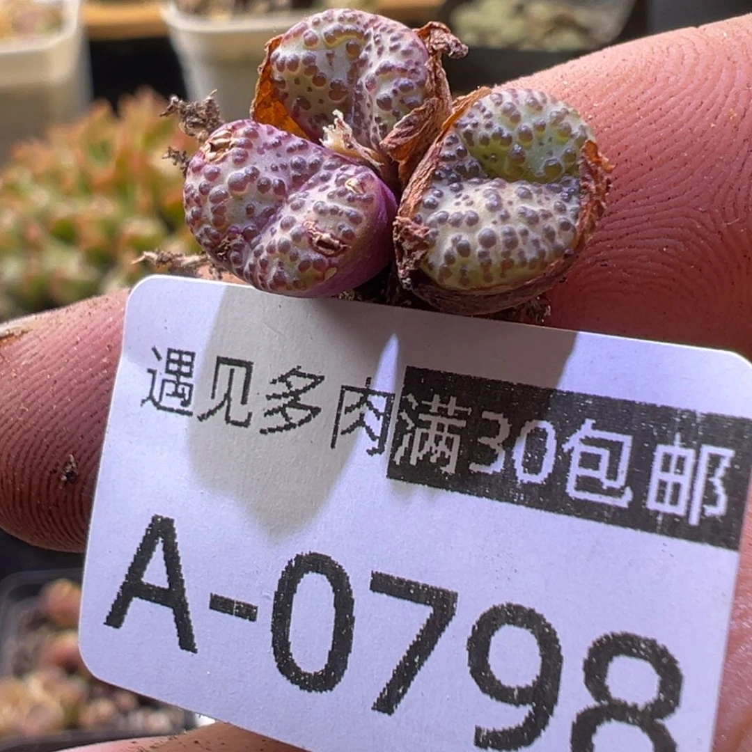 多肉植物111111111111111