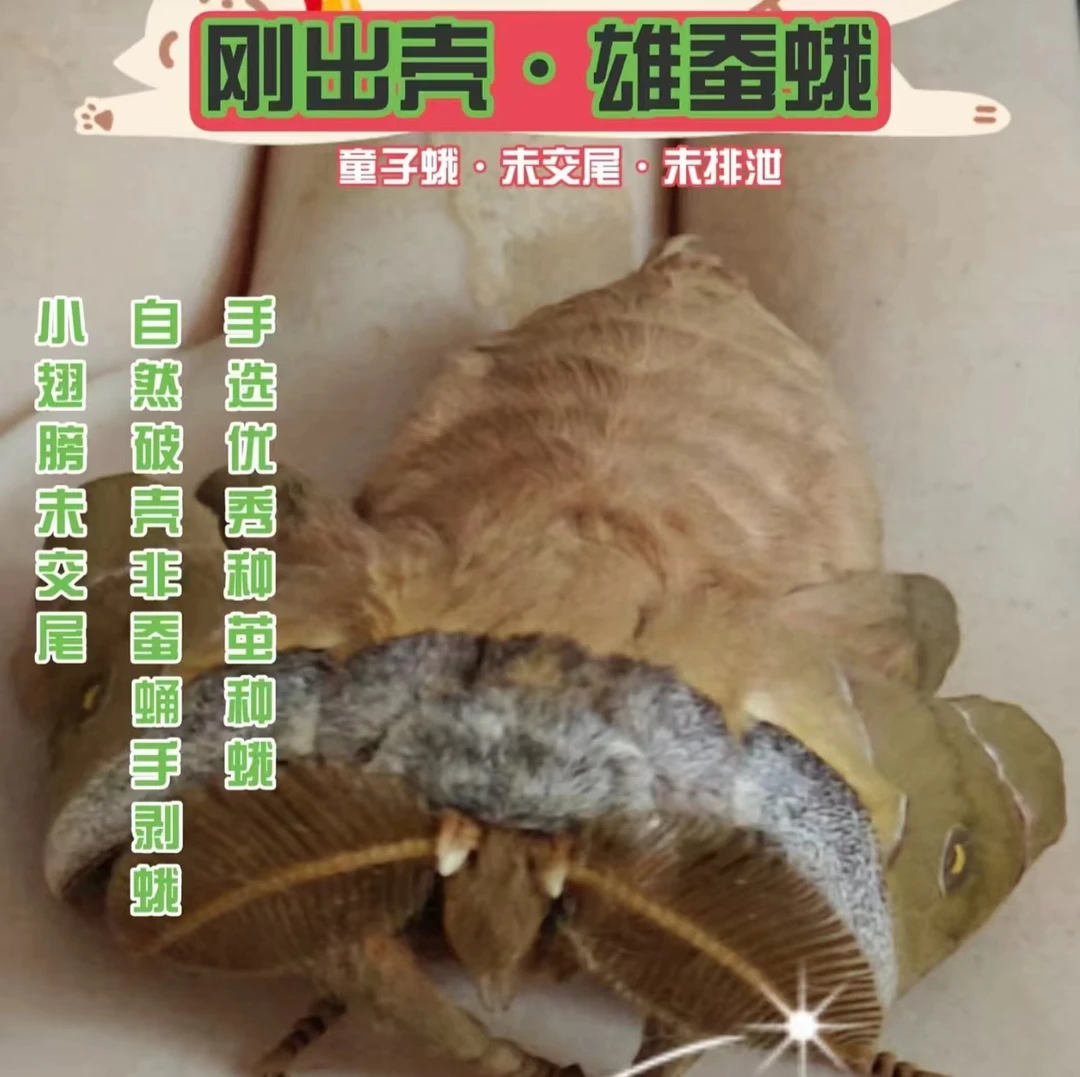 东北特产雄蚕蛾 未交尾小翅