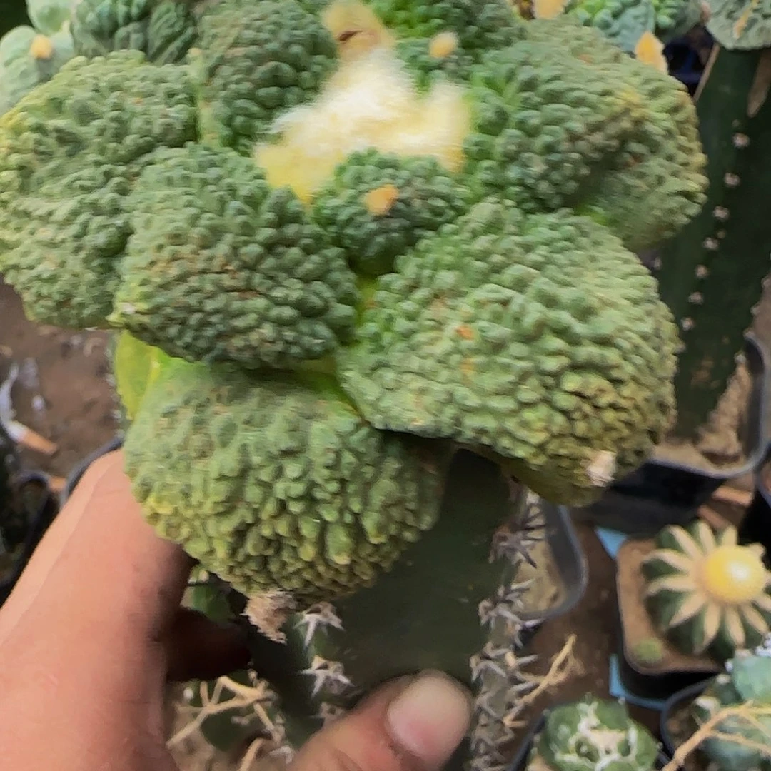 满尤怒639仙人球开花