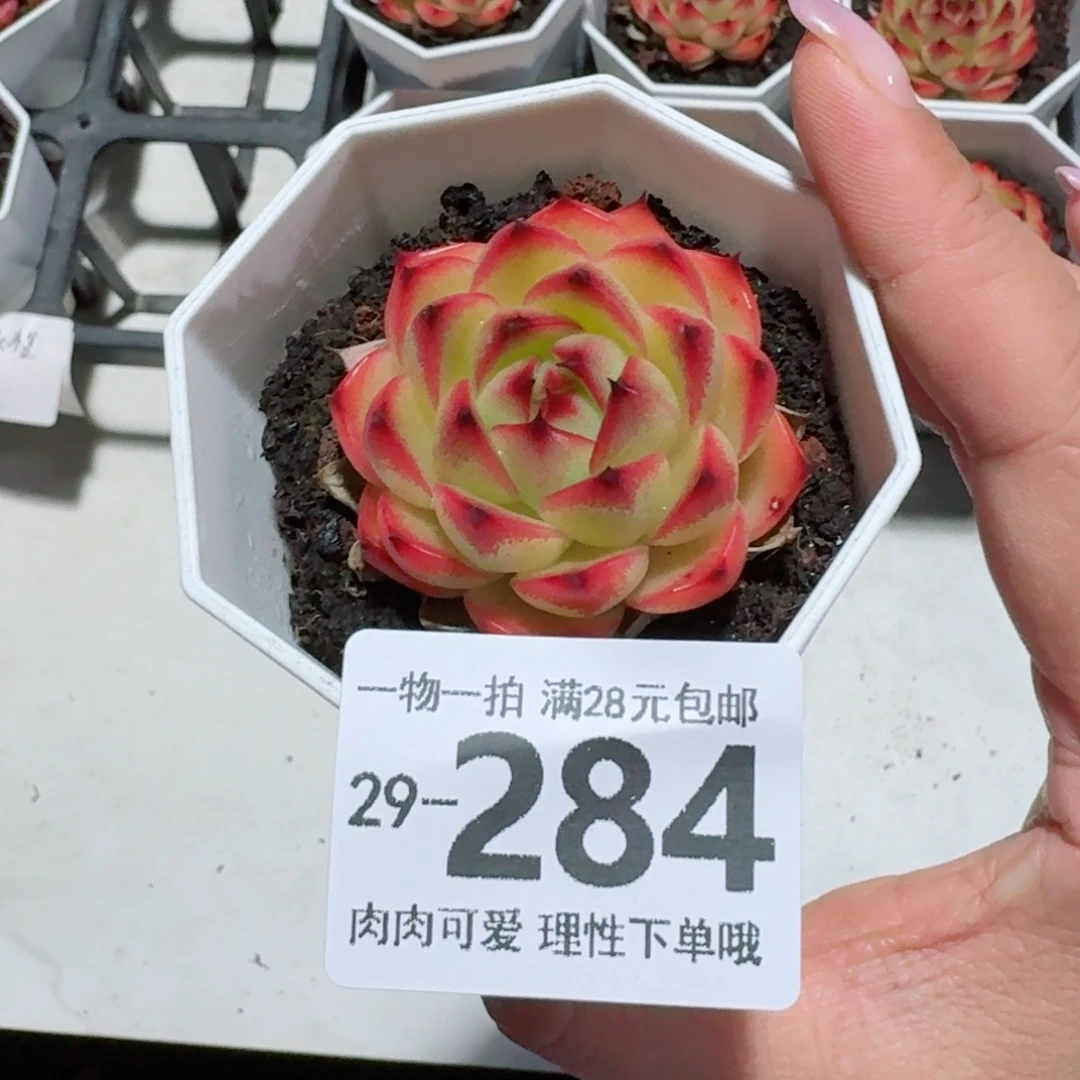 月亮石无盆土发货无盆土发货无盆土无