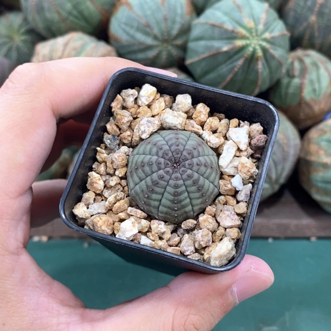 欧系实生布纹球多肉植物