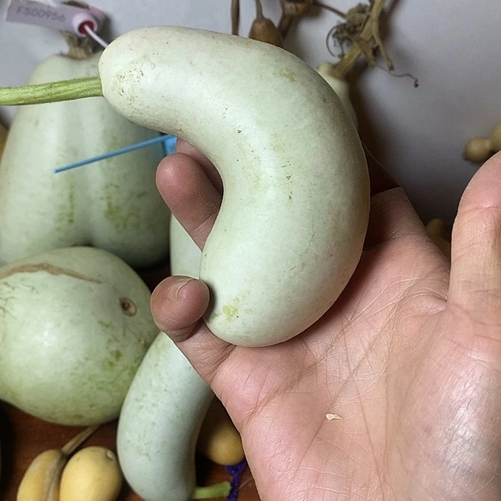葫***态青皮腰子葫芦手把件摆件