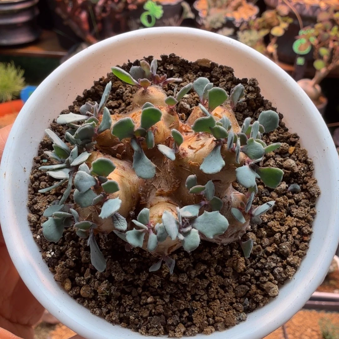 格加厚墩菊471 仙人球